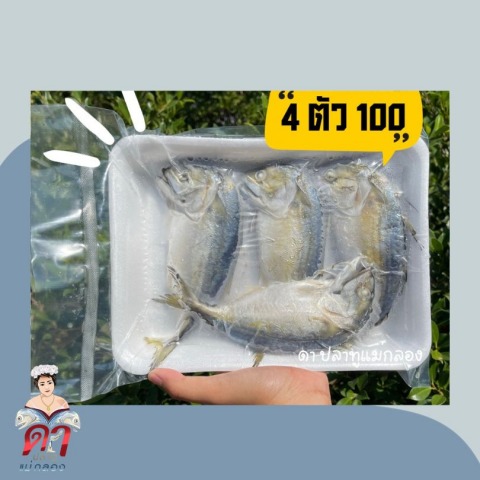 ขายส่งปลาทูสด แม่กลอง